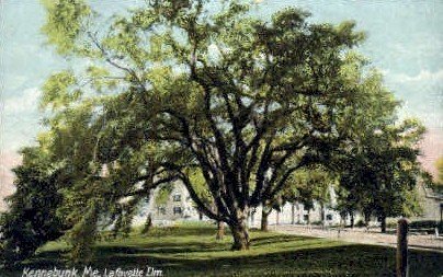 Lafayette Elm in Kennebunk, Maine