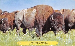 Bison Salt Lake City Utah USA Buffalo Unused 