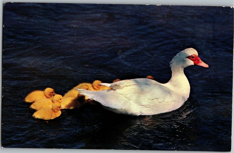 Duck & Ducklings, Singer's Store Paradise PA Vintage Postcard A14