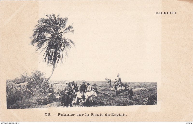 DJIBOUTI , 1900s ; Palmier sur la Route de Zeylah