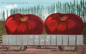 13073 Exaggeration: A Carload of Tomatoes 1910