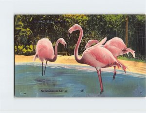 Postcard Flamingoes in Florida