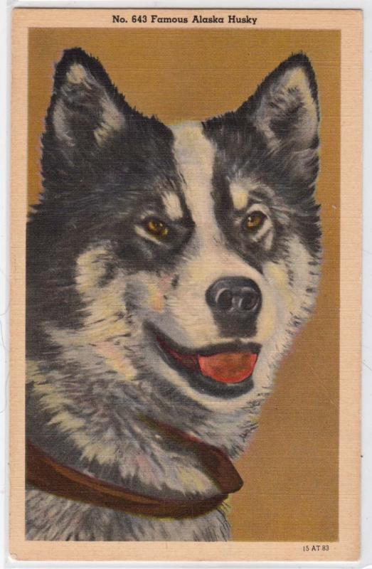 Dog - Alaska Husky