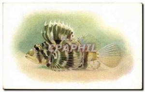 Old Postcard Fish Fish Aqua Steinhart Evermannrium Califorrnia Academy of Sci...