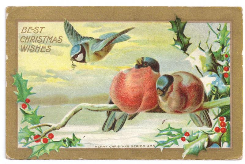 Winter Birds Holly Branch Blue Jay Gold Gilt 1911 Vintage Christmas Postcard