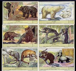 Bear Icebear Coati Kinkajoe (1955) 6 Liebig Trade Cards