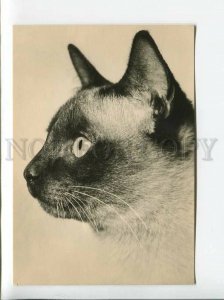 3179502 Siam Cat old photo postcard
