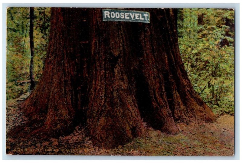 c1910 Roosevelt Big Tree Grove Santa Cruz California CA Antique Postcard 