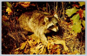 Raccoon, Vintage Chrome Postcard