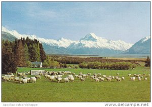 New Zealand Sheep Herd Glentanner Station Mount Cook Canterbury