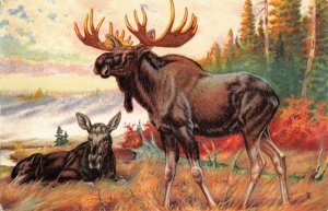 Bull Moose Postcard 2R3-516