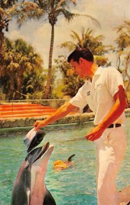 CAPE CORAL GARDENS Head Trainer, Dolphin Florida 1969 Vintage Postcard