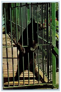 Madison Indiana IN Postcard Washington Park Zoo Bear Scene In Cage c1960 Vintage