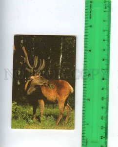 260101 Russia Deer Pocket CALENDAR 1993 year