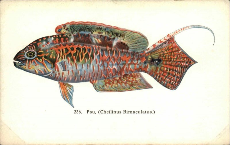 Hawaiian Fish Nature Studies Pou Fishes of Hawaii HI No. 236 c1910 ...