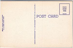 Florida postcard: Stately Palms and Australian Pines