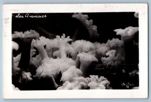 Eugene Oregon OR Postcard RPPC Photo Sea Anemones Christian 1957 Vintage
