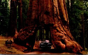 California Yosemite National Park Wawona Tunnel Tree