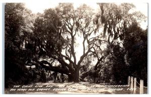 RPPC St. Augustine, FL, Giant Live Oak, Garnet Orange Grove Real Photo Postcard