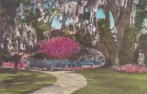 South Carolina Charleston The Large Oak At Tudor Mansion Middleton Place Gard...