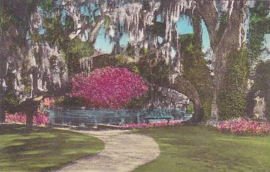 South Carolina Charleston The Large Oak At Tudor Mansion Middleton Place Gard...