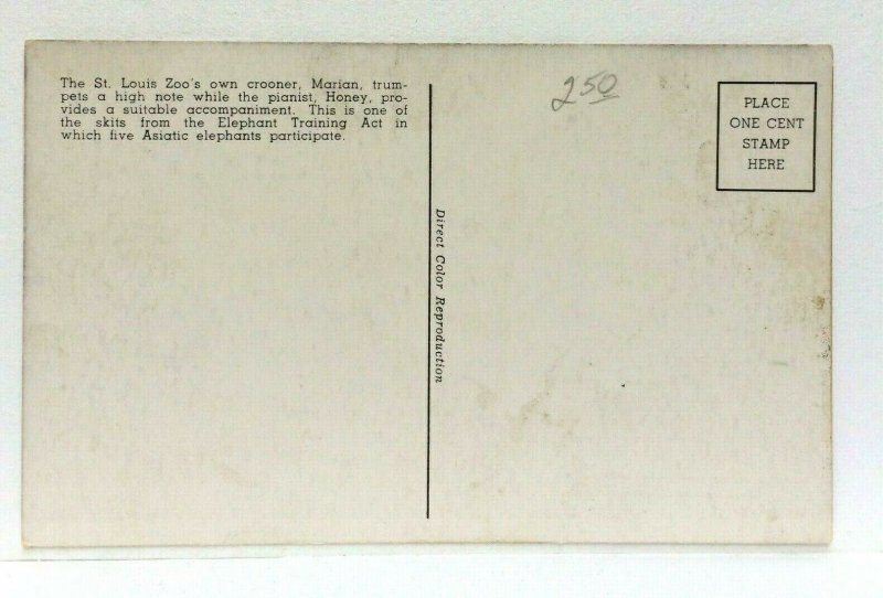 St Louis MO Elephant Training St Louis Zoo Elephants & Pianist Postcard