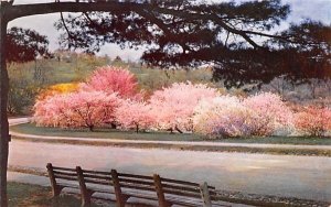 Oriental Cherries in Jamaica Plain, Massachusetts In the Arnold Arboretum.