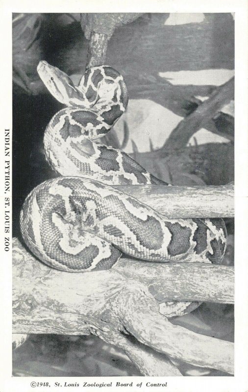 c.1948 Indian Python Snake St. Louis Zoo Missouri RPPC 2T5-403 