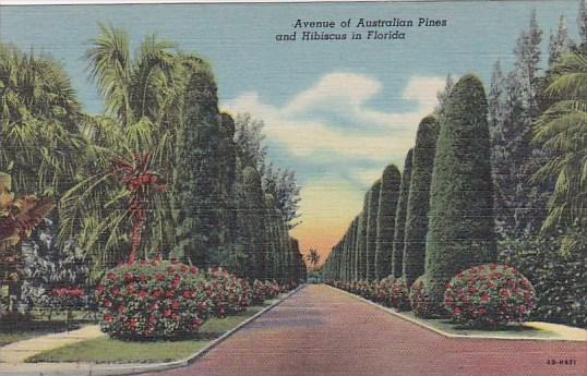 Avenue Of Australian Pines And Hibiscus In Florida Curteiclh