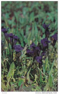 Yellowstone National Park Wildflower, 50-60s ; Fringed Gentians