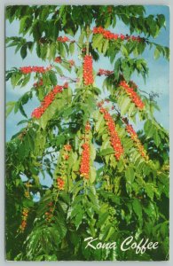 Kona District Hawaii~Famous Red Coffee Beans~1950s Postcard