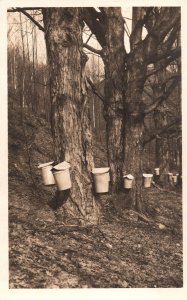 VINTAGE POSTCARD BUCKETS USED FOR TAPPING RUBBER FROM TRUNKS REAL PHOTO c. 1930