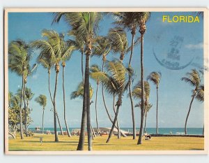 Postcard Graceful Coconut Palms Along A Tropical Beach, Florida