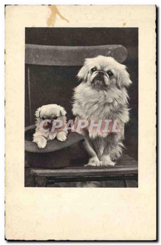 Old Postcard Dog Dogs