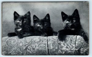 Sheahan BLACK KITTENS Coon Town Babies 1900s The Cute Kitty Bullard Postcard