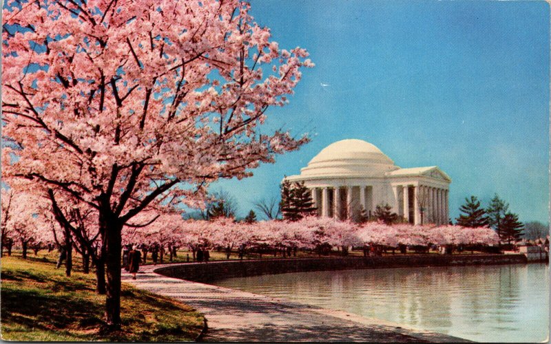 Vtg Cherry Blossoms of the Tidal Basin Jefferson Memorial Washington DC Postcard