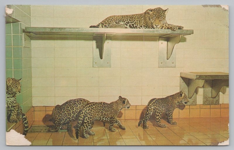 Animal~Milwaukee Wisconsin~Zoological Park~Jaguar Mother & Cubs~Vintage Postcard 