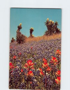 Postcard Bluebonnets, Indian Paintbrush, and Giant Dagger, Texas
