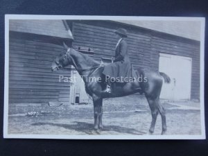 LADY MOUNTED ON BLACK HORSE early RP Postcard