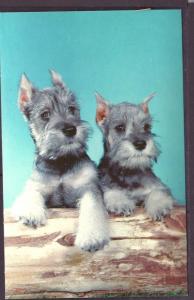 Schnauzer Post Card PC2333