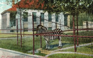 Vintage Postcard 1910's Animal House & Zebra Cage Washington Park Zoo Milwaukee