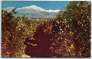 Postcard - Orange grove and snow-capped mountains - California