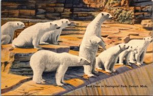 Polar Bears Zoological Park Detroit Michigan