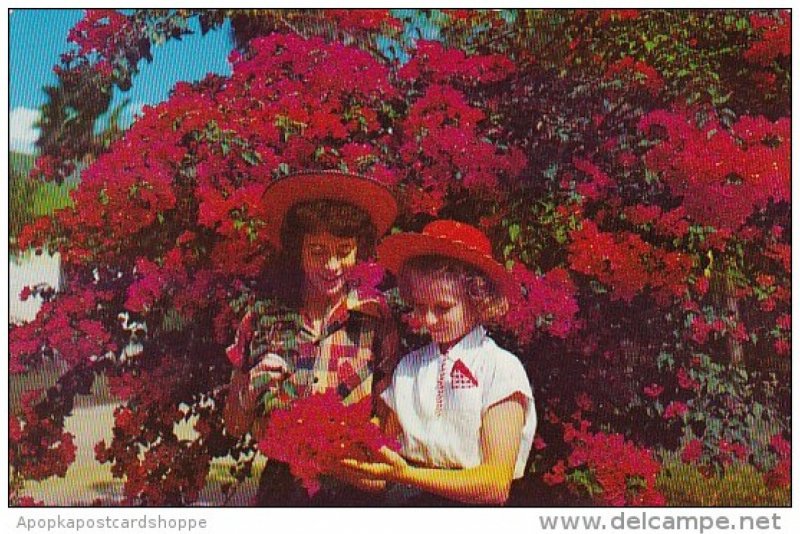 Texas Mcallen This Deep Magenta Bougainville Blooms Twelve Months In The Year...