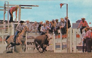 Canada Calgary Stampede Wild Steer Roping