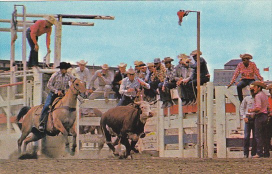 Canada Calgary Stampede Wild Steer Roping