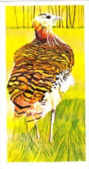 Brooke Bond Tea Trade Card Vanishing Wildlife No 7 Great Bustard