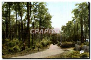 Old Postcard Ile D Oleron Road in Pine Forest