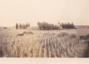 RPPC Real Photo Postcard - Farmer Horse Team Plowing Wheat Field 1904-1918  AZO