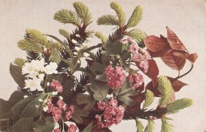 Flowers. Picea  excelsa. Fichte Nice old vintage German  postcard